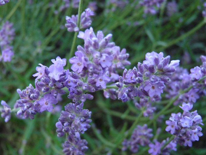 P1050515 - Lavanda