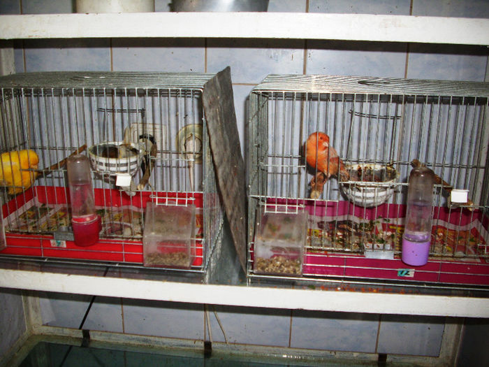 canari la cuib 2013 136