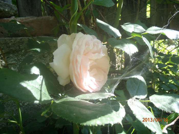 eden rose - ANUL  2013