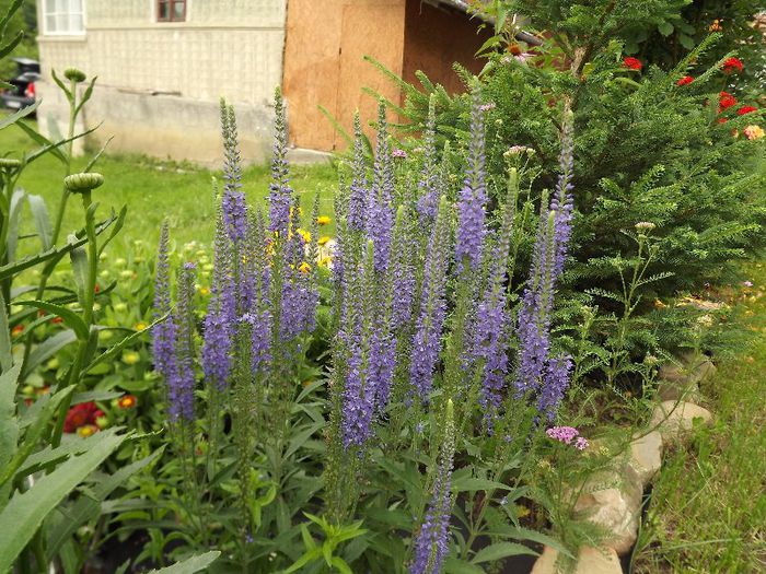 VERONICA - Gradina Iunie 2013