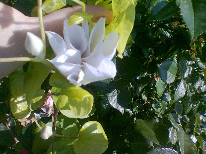 Marie Boisselot (înălţime de 2,5-3 m)(16 iunie 2013) - clematis 2013