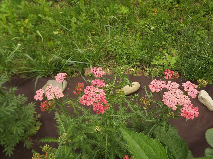 ACHILLEA TERACOTTA - Gradina Iunie 2013