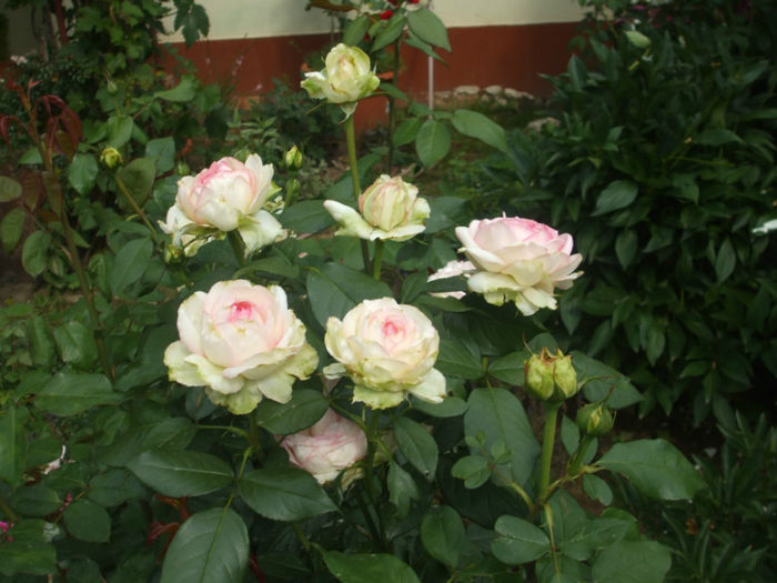 Rose Optimiste - vara 2013