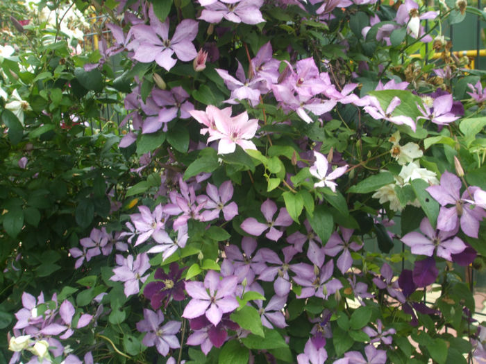 Pink Fantasy, Warszawska Nike si Margaret Hunt - vara 2013