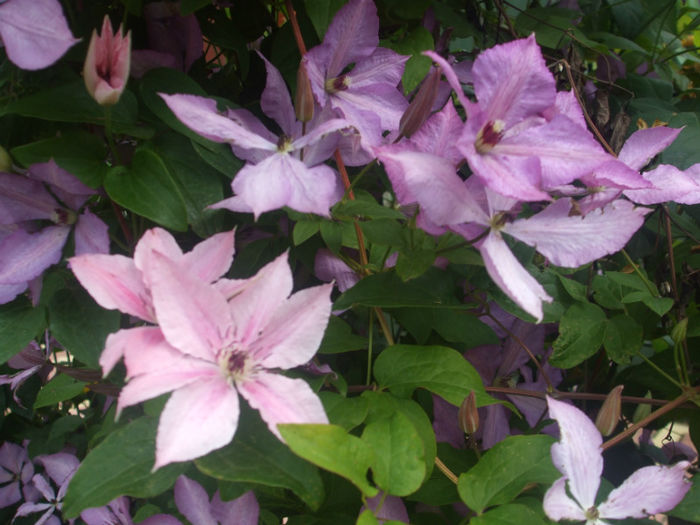 DSCF1854 - vara 2013