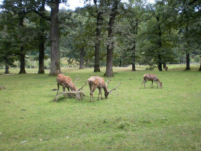 REZERVATIA DE LA TG.NEAMT