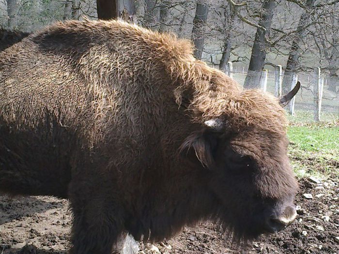 ZIMBRU REZERVATIA DE LA TG,NEAMT