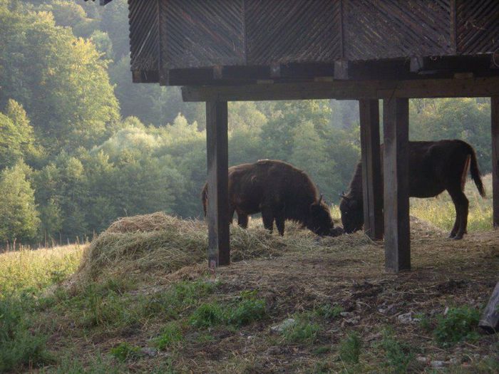 ZIMBRI LA MASA - A1 IMAGINI DE FRUMUSETE ISTORIE SI CREDINTA A JUDETULUI NEAMT