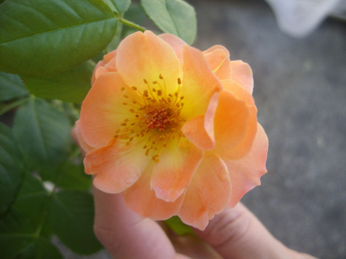 Westerland(Orange cl)