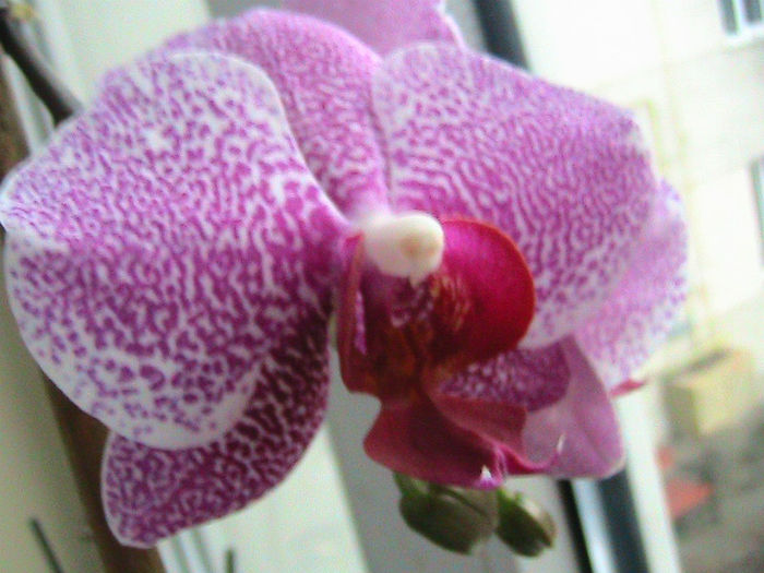 phale alba cu pct roz 2013.04.12