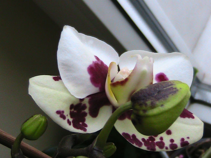 phale arlechin 2012.12.28