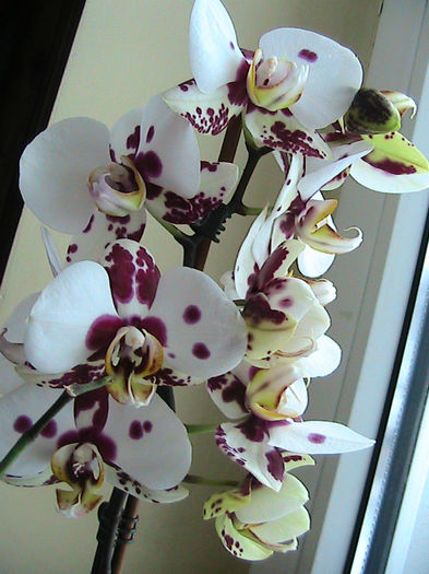 phale arlechin 2013.01.26