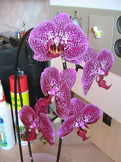 phale cascada 2013.05.19