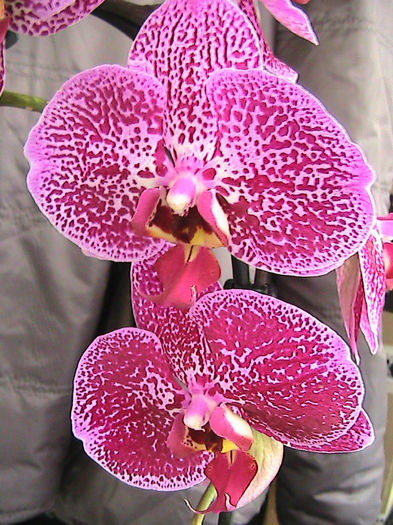 phale cascada 2013.06.01