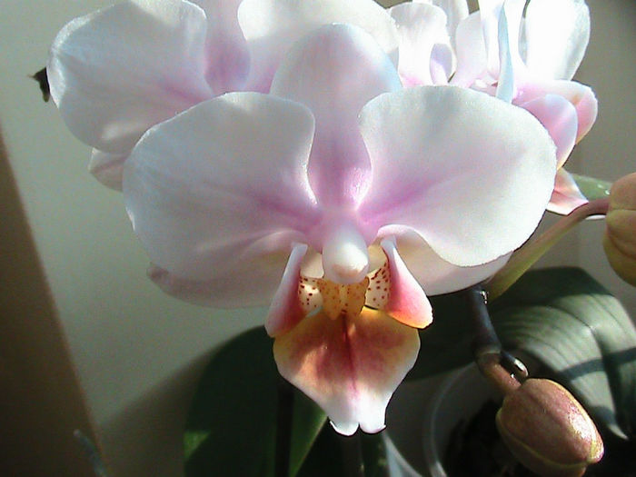 phale mini 2013.04.24