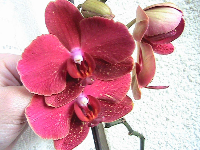 phale rosie 2013.05.09