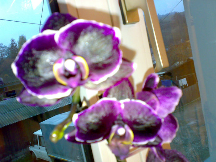 phale sf marie 2009.10.31