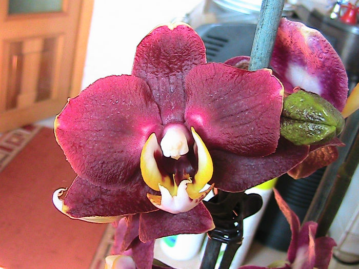 phale visinie cu alb 2013.05.19