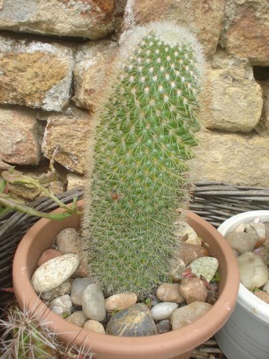  - CACTUSI 2013