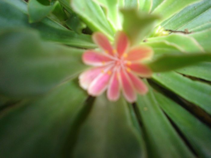 lewisia