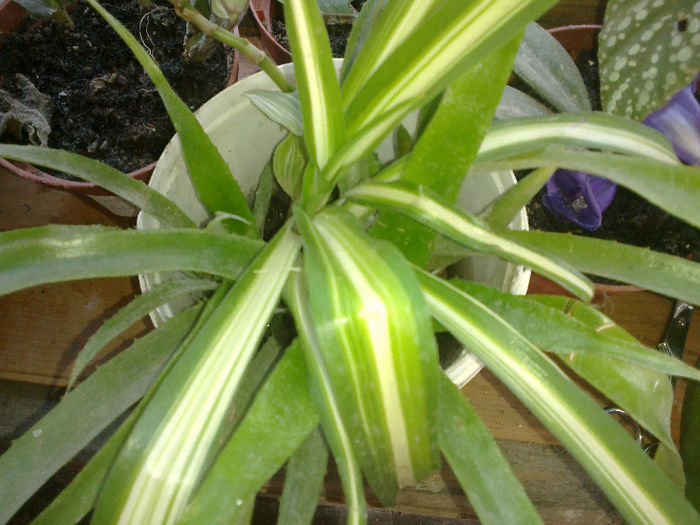 primite de la prietena