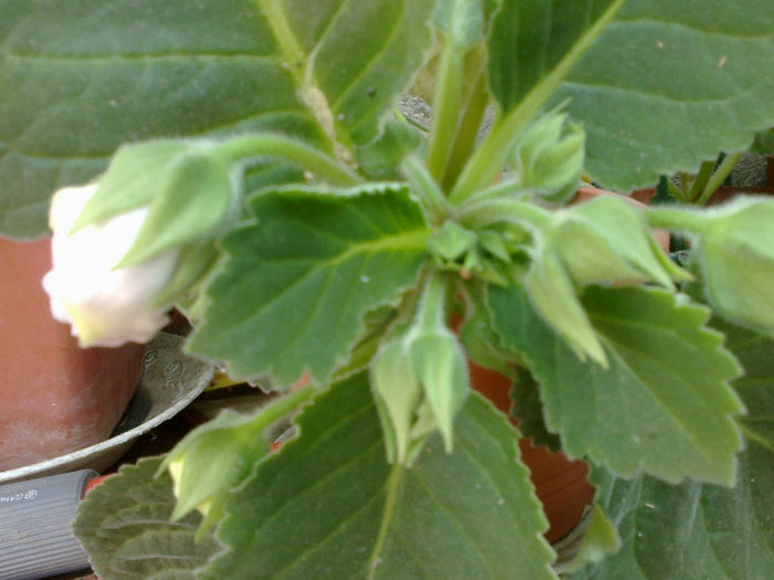 gloxinia roz; infloreste a doua oara

