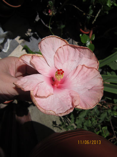 Picture 460 - hibiscus