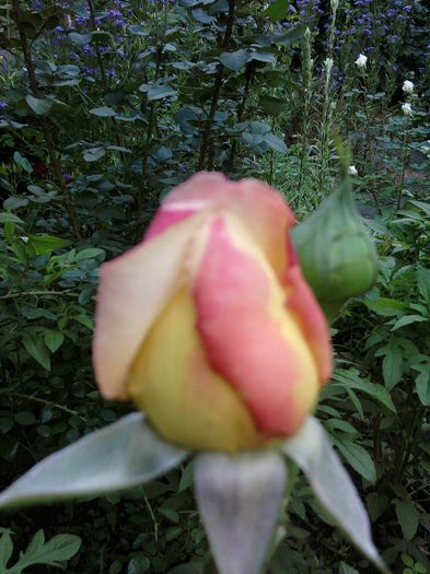 Fotografii-0543 - iunie 2013