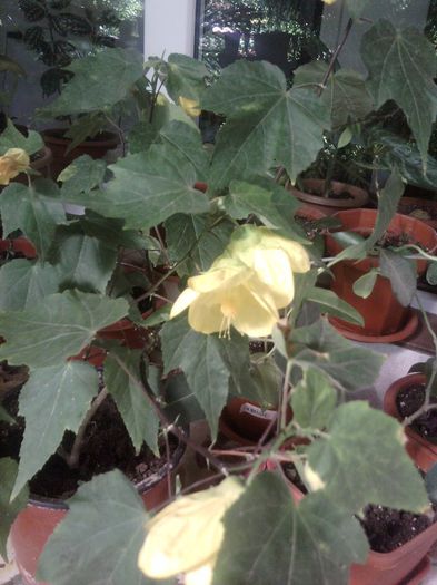 abutilon galben - iunie 2013