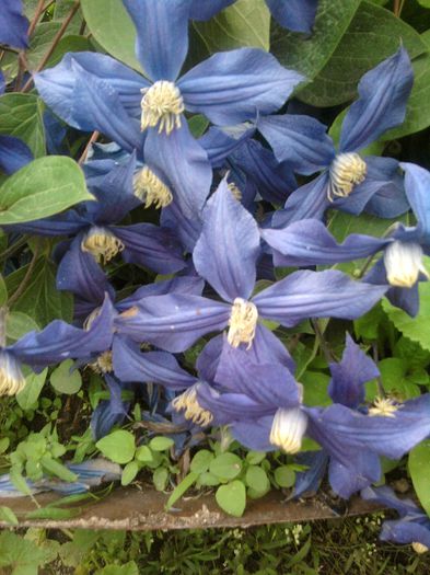 clematite - iunie 2013
