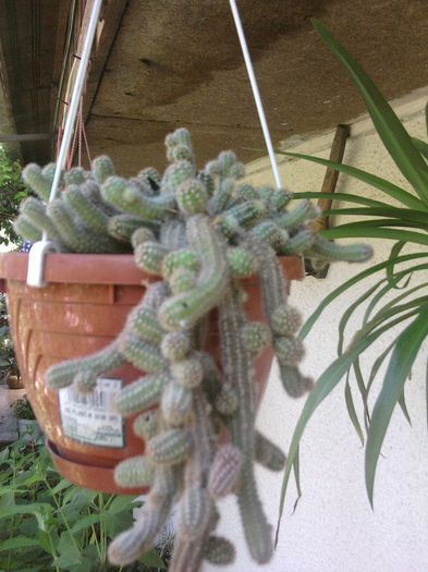 Fotografii-0718 - iunie 2013