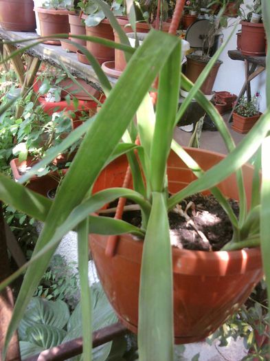 Fotografii-0720 - iunie 2013