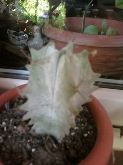 Fotografii-0722 - iunie 2013