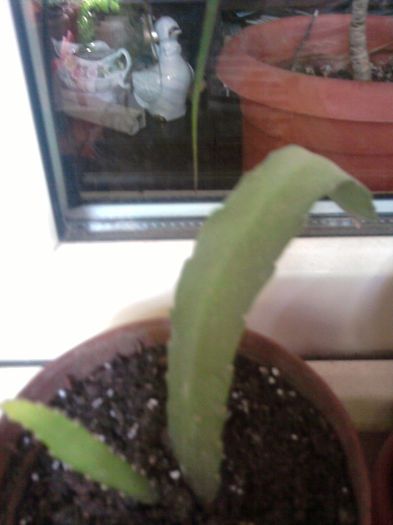 Fotografii-0725 - iunie 2013