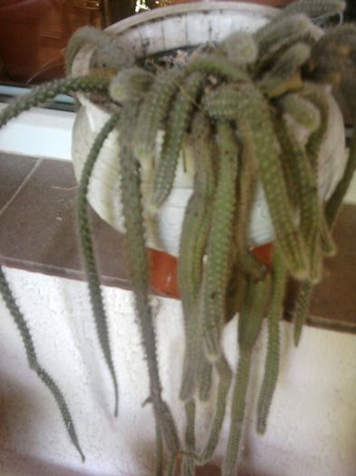 Fotografii-0726 - iunie 2013