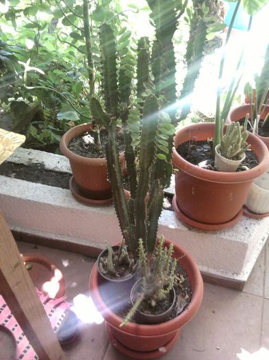 Fotografii-0728 - iunie 2013