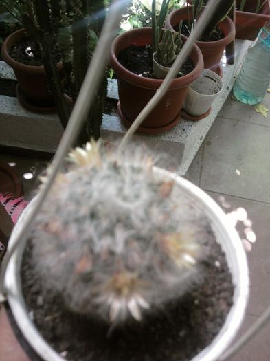 Fotografii-0729 - iunie 2013