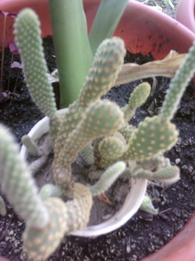 Fotografii-0731 - iunie 2013