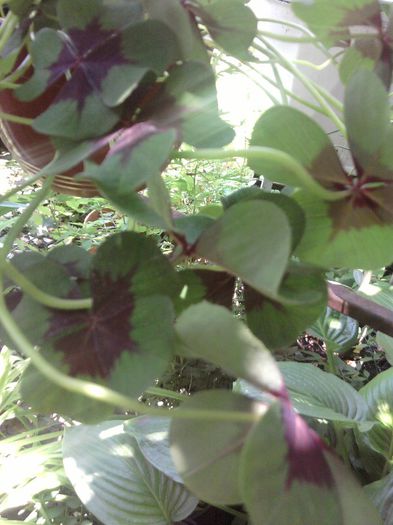 Fotografii-0734 - iunie 2013