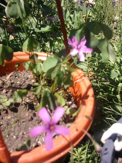 Fotografii-0735 - iunie 2013