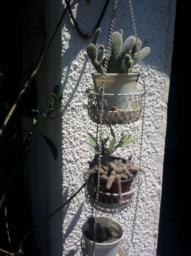 Fotografii-0736 - iunie 2013