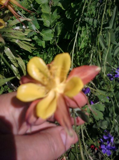 Fotografii-0737 - iunie 2013