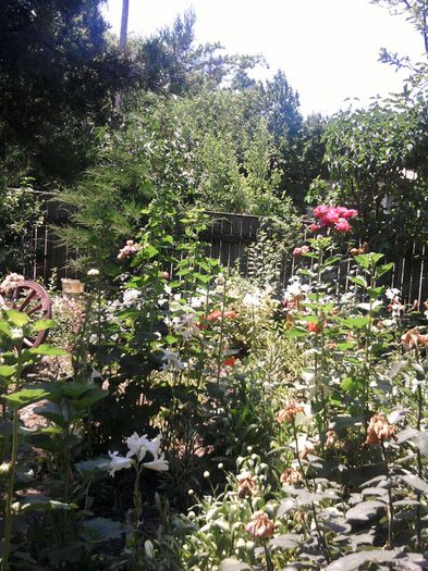 Fotografii-0749 - iunie 2013