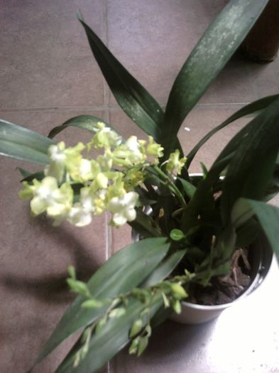 Fotografii-0759 - iunie 2013