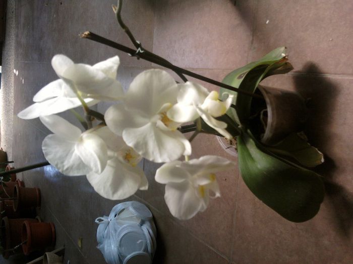 Fotografii-0761 - iunie 2013