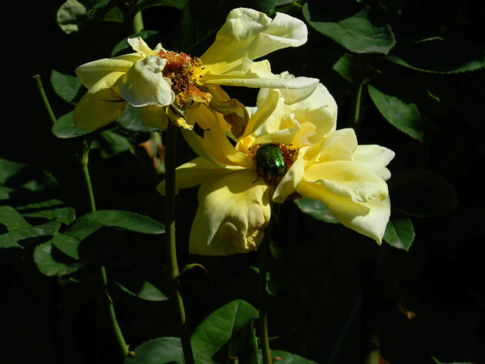DSCN3196