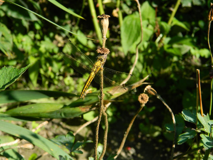DSCN3202