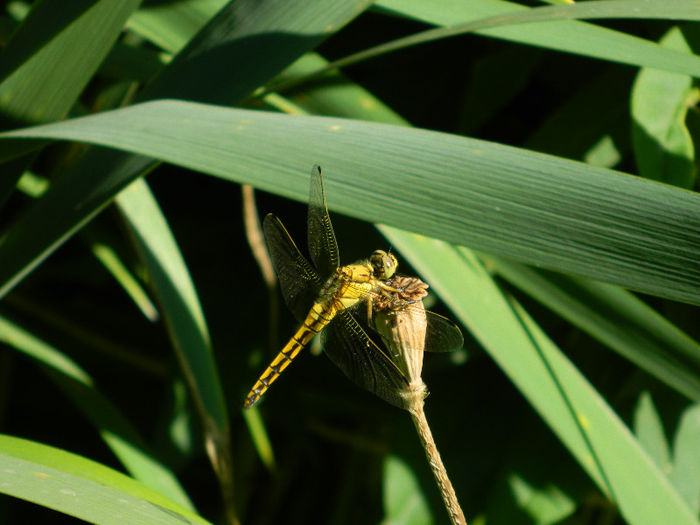 DSCN3220 - INSECTE IN MEDIUL NATURAL