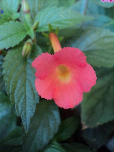 Summer Sunset - 16 iunie