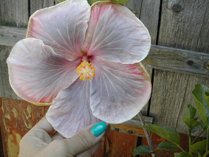 Lucious Beauty - hibiscusi